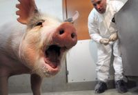 ap_pig_veterinarian.jpg