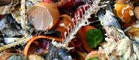 food-waste.jpg